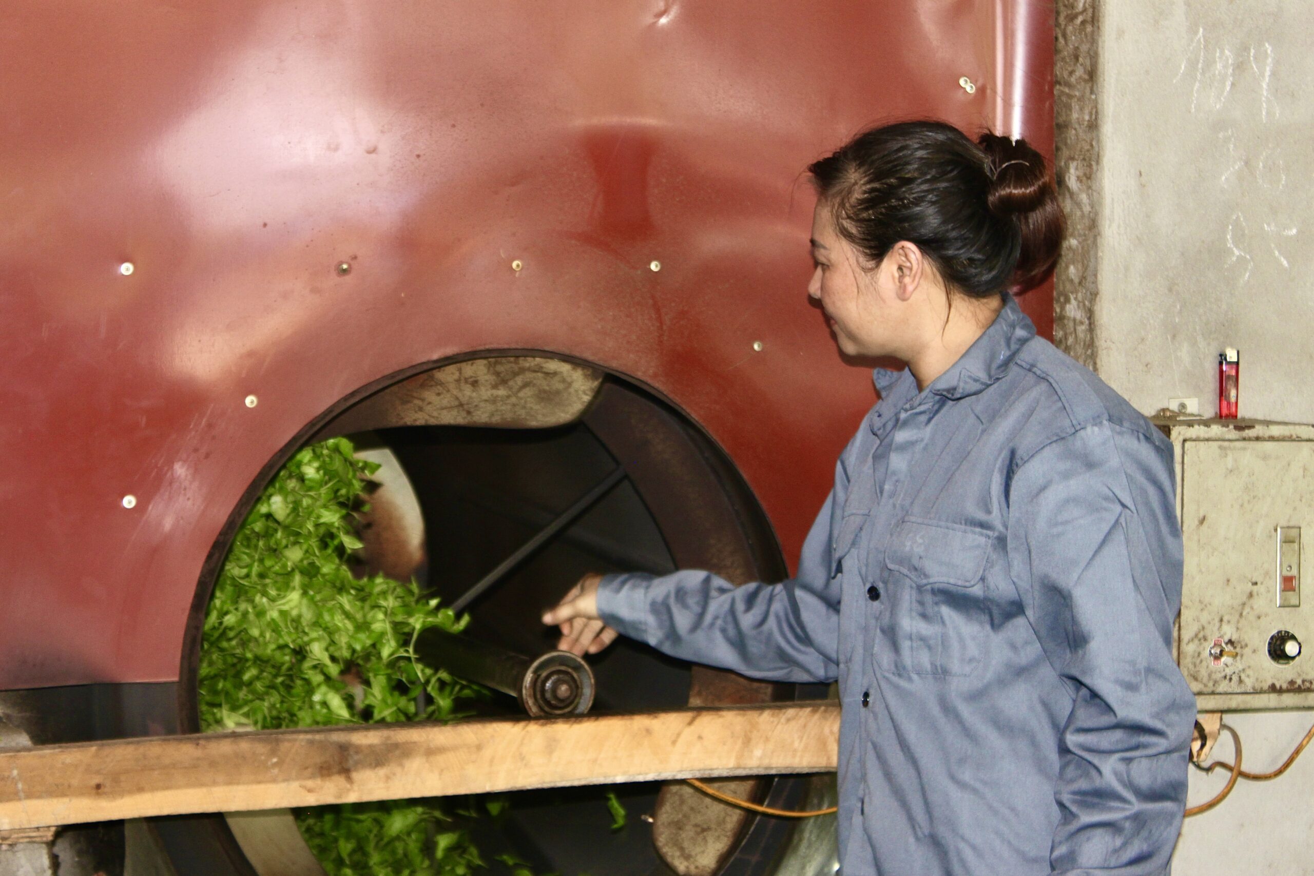 Công đoạn sản xuất trà đinh thái nguyên