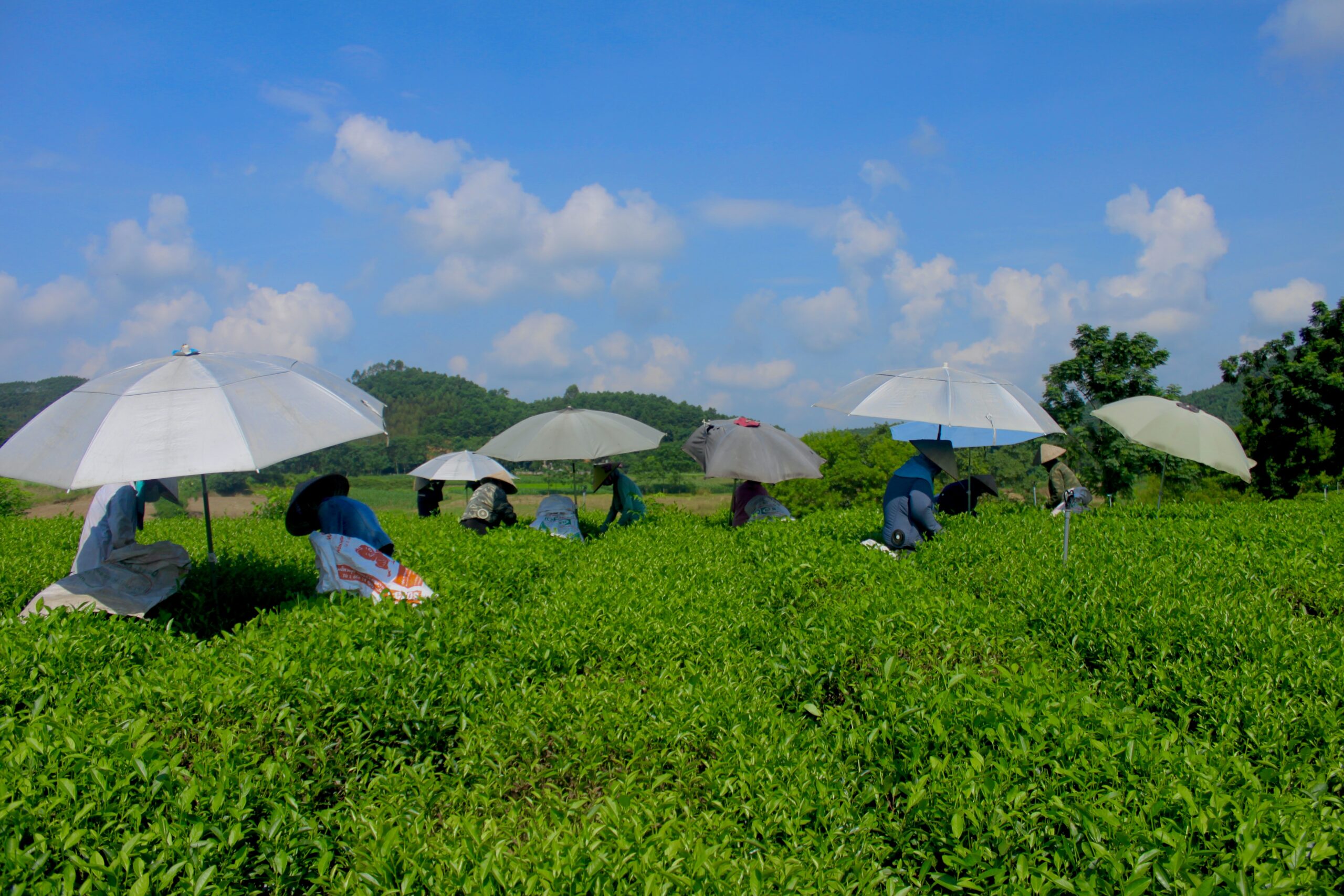 Trà đinh Thái Nguyên