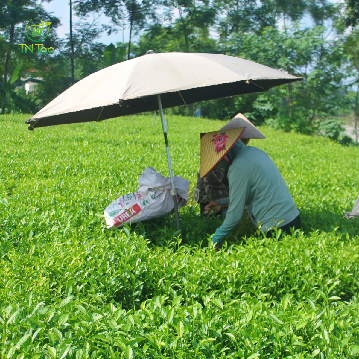 Thu hái búp trà Trại Cài thủ công tại Thiên Nhiên Trà TNTea.