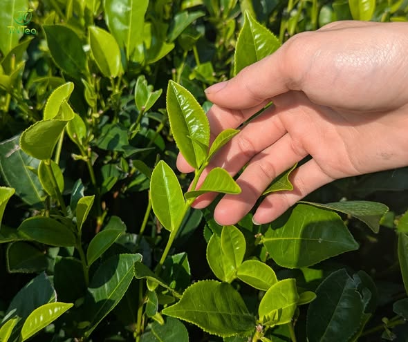 Trà Thái Nguyên Trại Cài 