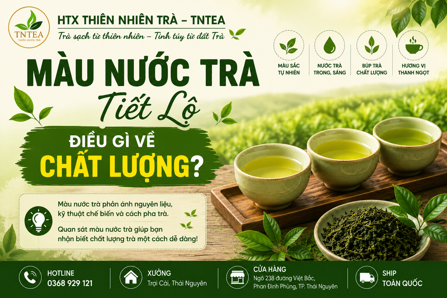 Màu Nước Trà Tiết Lộ Điều Gì Về Chất Lượng