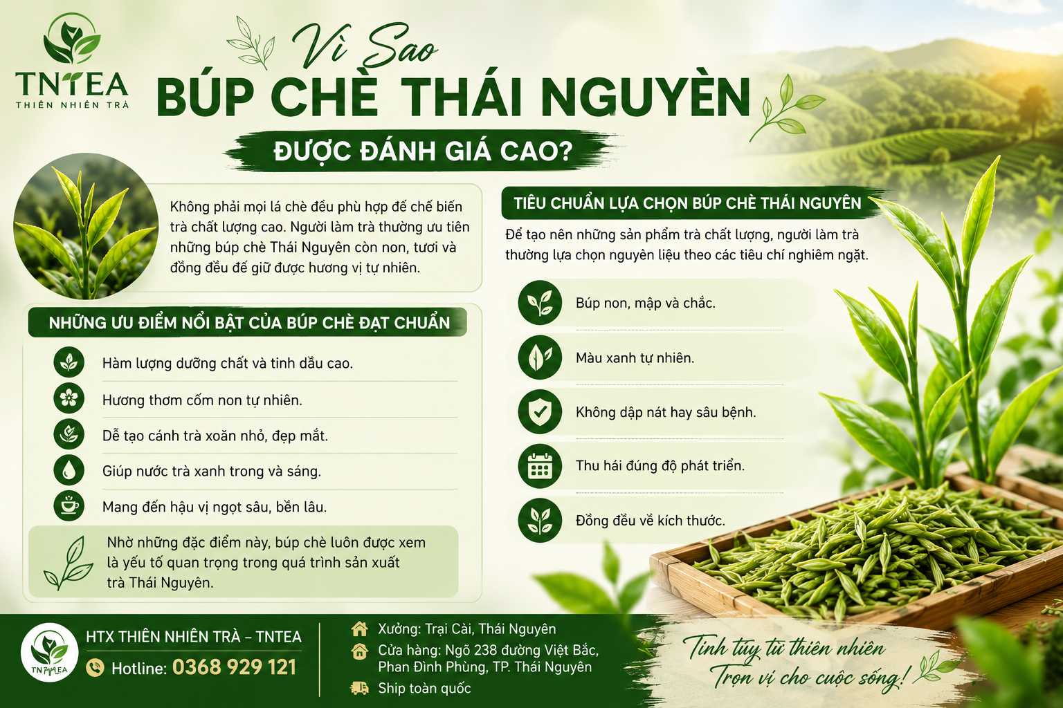 Vì Sao Búp Chè Thái Nguyên Được Đánh Giá Cao