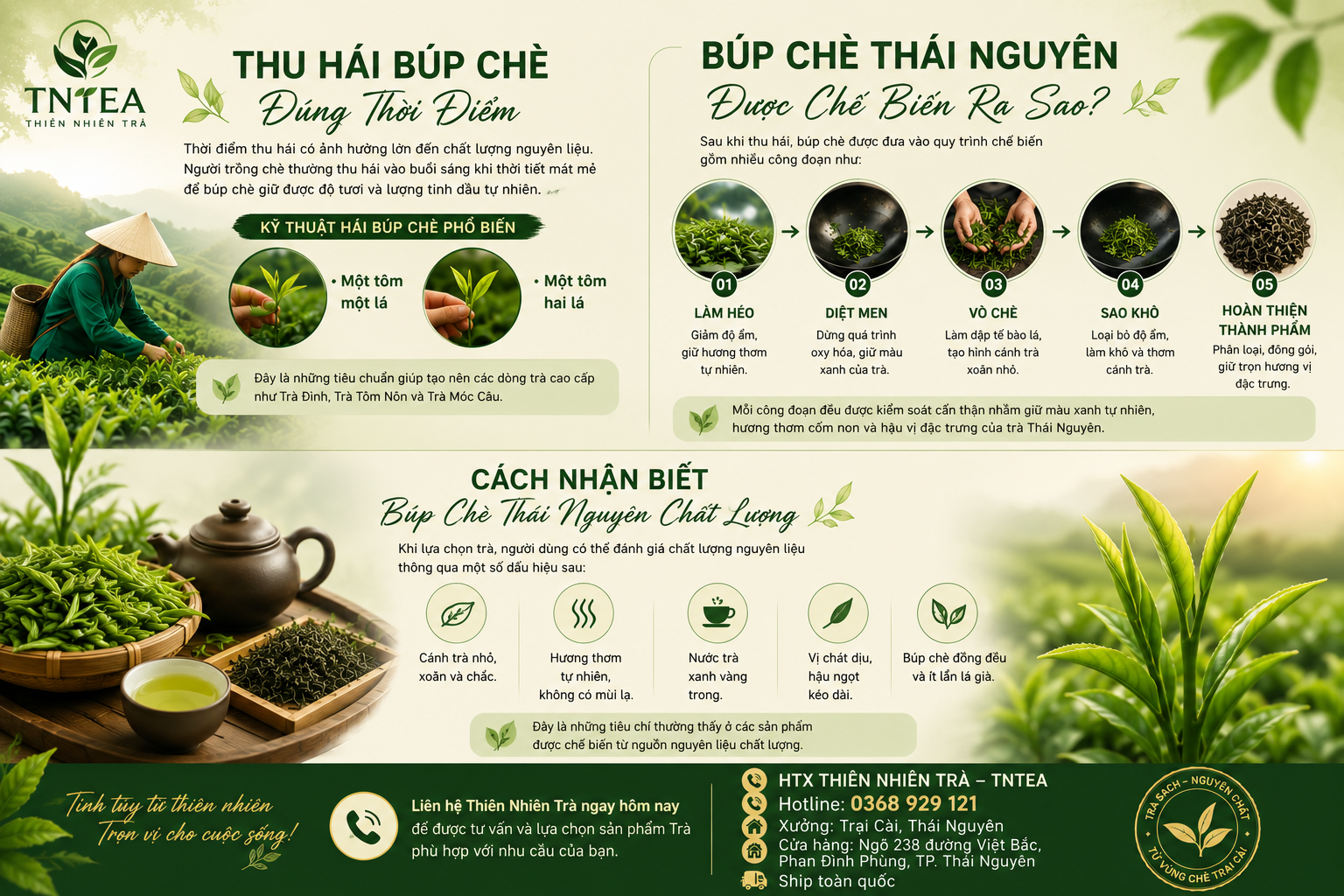 Thu Hái Búp Chè Đúng Thời Điểm
