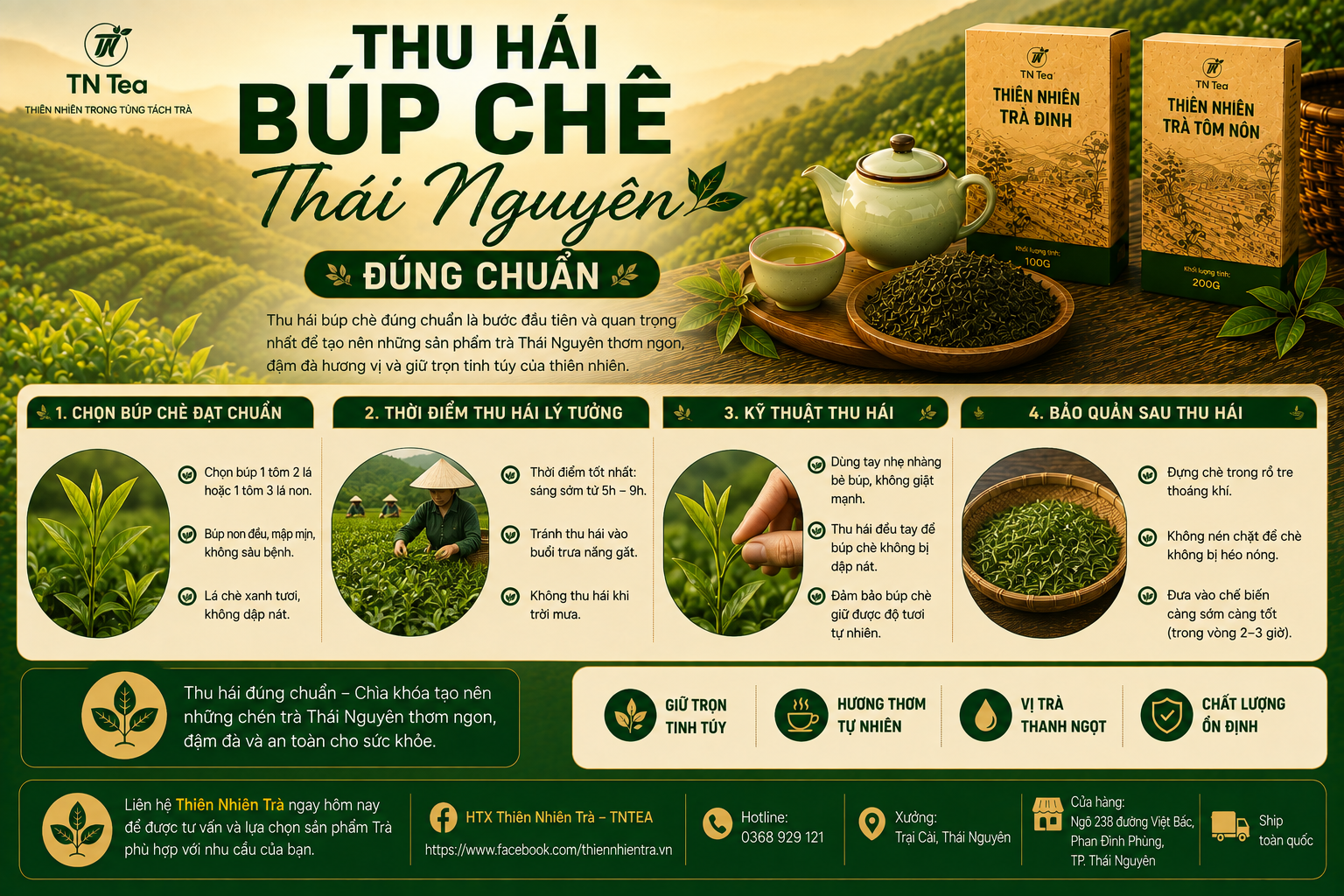 Thu Hái Búp Chè Thái Nguyên Đúng Chuẩn