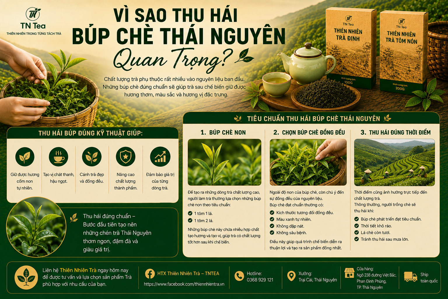 Vì Sao Thu Hái Búp Chè Thái Nguyên Quan Trọng