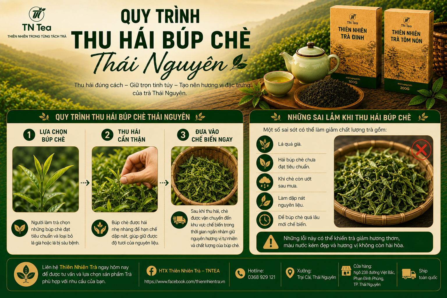 Quy Trình Thu Hái Búp Chè Thái Nguyên