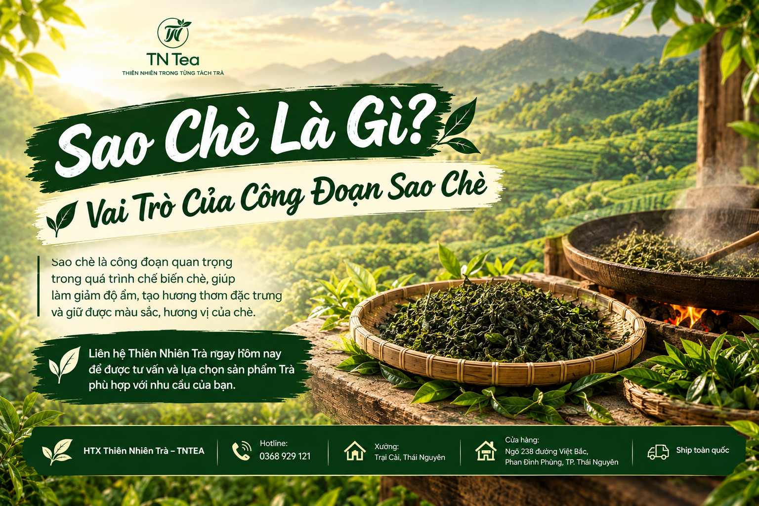 Sao Chè Là Gì? Vai Trò Của Công Đoạn Sao Chè