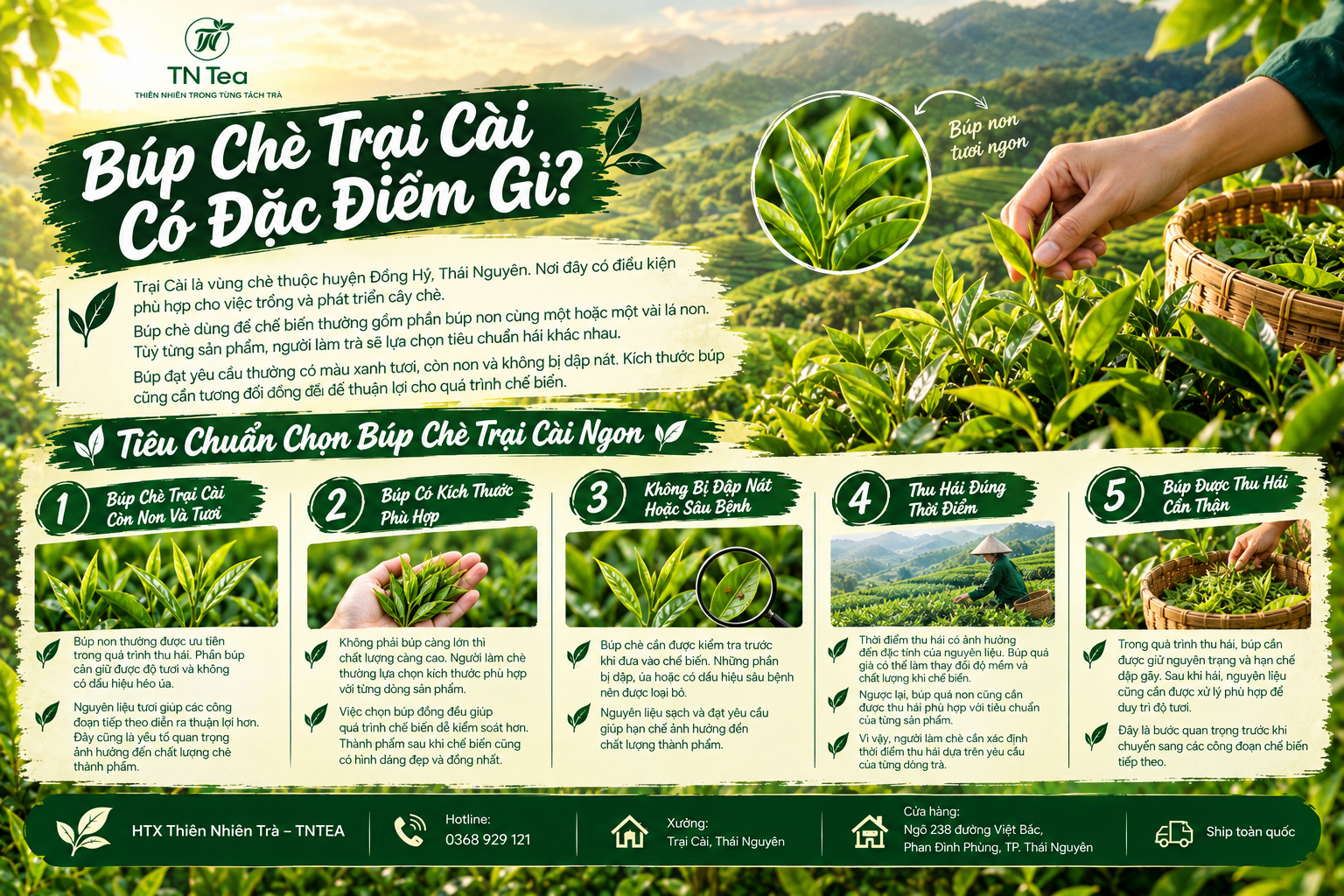 Búp Chè Trại Cài Có Đặc Điểm Gì?