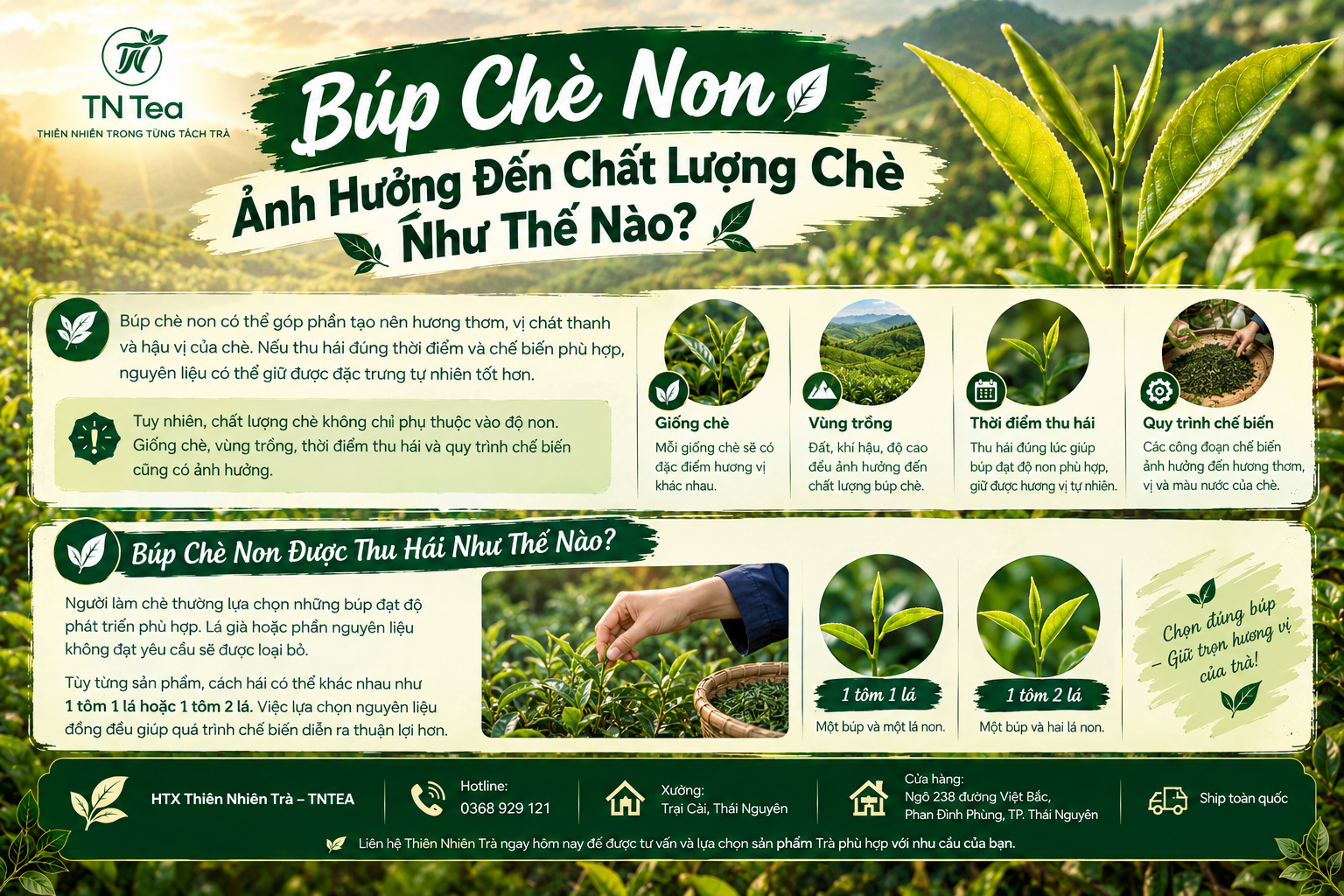 Búp Chè Non Ảnh Hưởng Đến Chất Lượng Chè Như Thế Nào