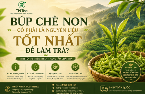 Búp Chè Non Có Phải Là Nguyên Liệu Tốt Nhất Để Làm Trà