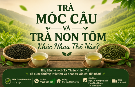 Trà Móc Câu Và Trà Nõn Tôm Khác Nhau Thế Nào