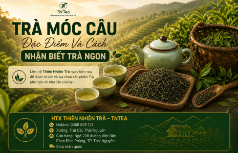 Trà Móc Câu - Đặc Điểm Và Cách Nhận Biết Trà Ngon