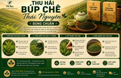 Thu Hái Búp Chè Thái Nguyên Đúng Chuẩn