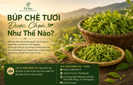 Búp Chè Tươi Được Chọn Như Thế Nào