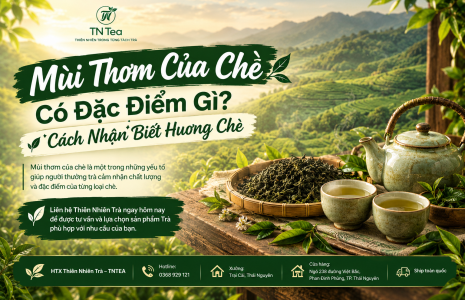 Mùi Thơm Của Chè Có Đặc Điểm Gì? Cách Nhận Biết Hương Chè
